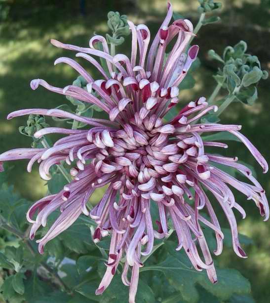 Chrysanthemums