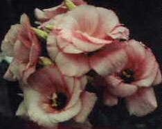 Lisianthus, 2000