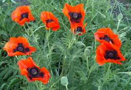 Oriental Poppy, June 13, 2003