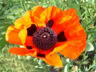 Oriental Poppy