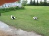 I15_muscovy_ducks.JPG