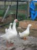 I17_goose.JPG