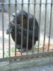 zoo_chimpanzee1.jpg