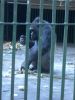 Filename=zoo_gorilla1.jpg
Filesize=146KiB
Dimensions=768x1024
Date added=Jul 02, 2009 zoo_gorilla1.jpg