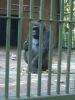 Filename=zoo_gorilla2.jpg
Filesize=151KiB
Dimensions=768x1024
Date added=Jul 02, 2009 zoo_gorilla2.jpg