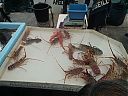 Filename=WP_000044web.jpg
Filesize=233KiB
Dimensions=1280x960
Date added=Mar 08, 2014 WP_000044web.jpg