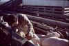 07_N22_brucesheep.jpg