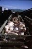 08_N22_inoculating.jpg