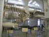p42_zoo_museum_bones1.jpg