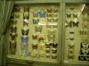 p49_zoo_museum_butterflies.jpg