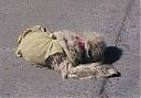 Filename=cm_20140209_66.jpg
Filesize=292KiB
Dimensions=1280x895
Date added=Mar 24, 2014 cm_20140209_66.jpg