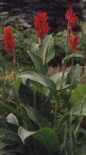 Canna Lily, 2000