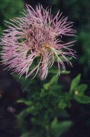 Centaurea americana var Aloha