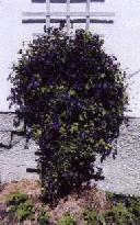 Jackmanii Clematis, 2000