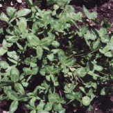 Red Clover