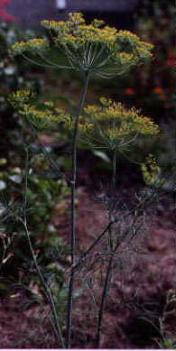 Dill, 2000