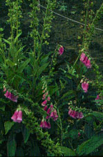 foxglove