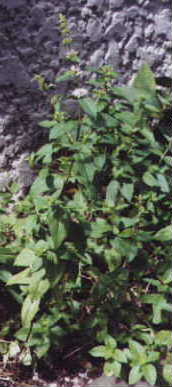 Spearmint