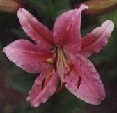 Stargazer, 2001