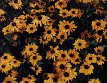 Rudbeckia, 2005