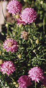 Scabiosa, 2001