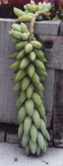Burro's tail sedum