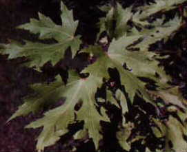 Silver Maple Leaves, 2000