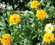 African Daisies, 2003