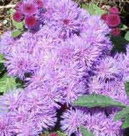 Ageratum, 2003