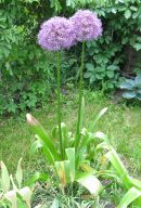 Globemaster Allium, 2008