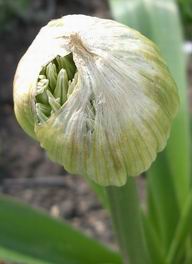 Globemaster Allium, 2006