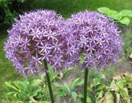 Globemaster Allium, 2008