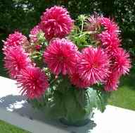 Starlight Aster, 2004