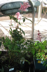 Astilbes, 2013