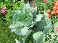 Taiwanese cabbage, 2008
