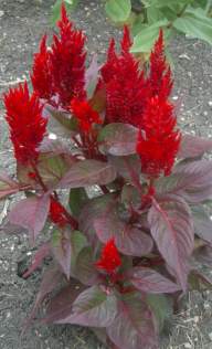 Celosia