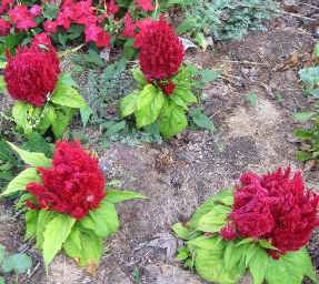 Celosia argentea, 2013