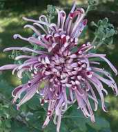 Spider Chrysanthemum, 2003