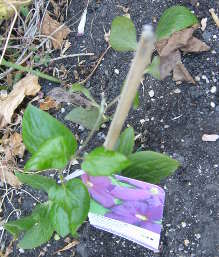 Jackmanii Clematis, 2013