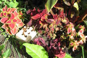 Coleus, 2011