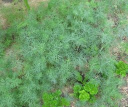 Small dill plants, 2011