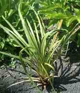 Dracaena, 2004