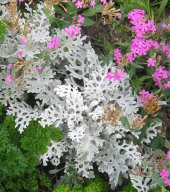 Dusty Miller, 2009