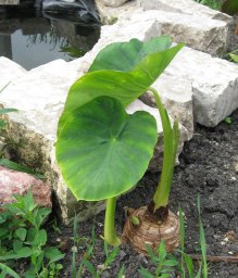 Elephant Ear, June 2011