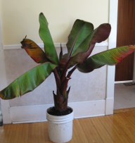 Abyssinian Banana 2009