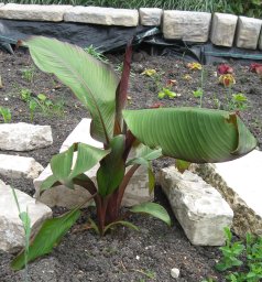 Ensete 2011