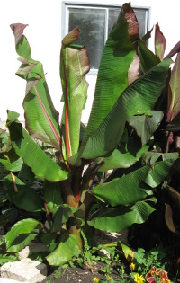 Ensete 2011