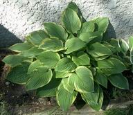 Fortunei aureomarginata