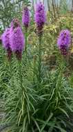 Liatris, 2001