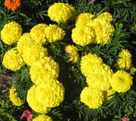 Royal Yellow, 2009